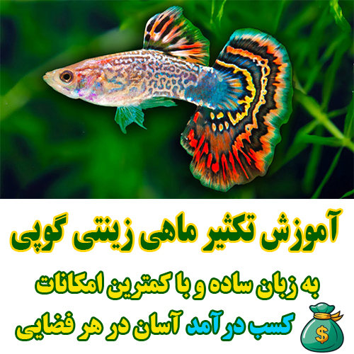 آموزش تکثیر و پرورش ماهی زینتی گوپی